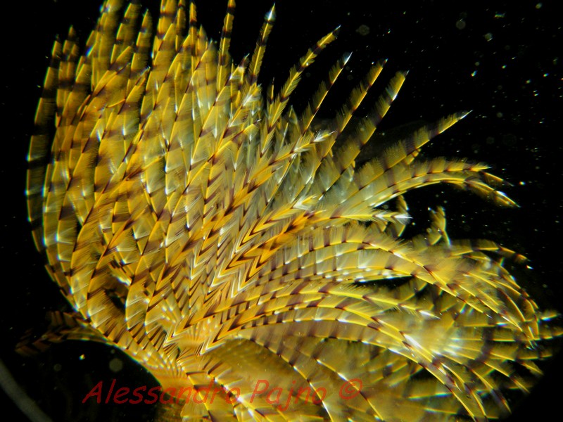 Sabella spallanzanii